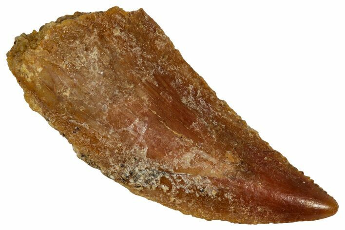 Serrated Raptor Tooth - Real Dinosaur Tooth #332883